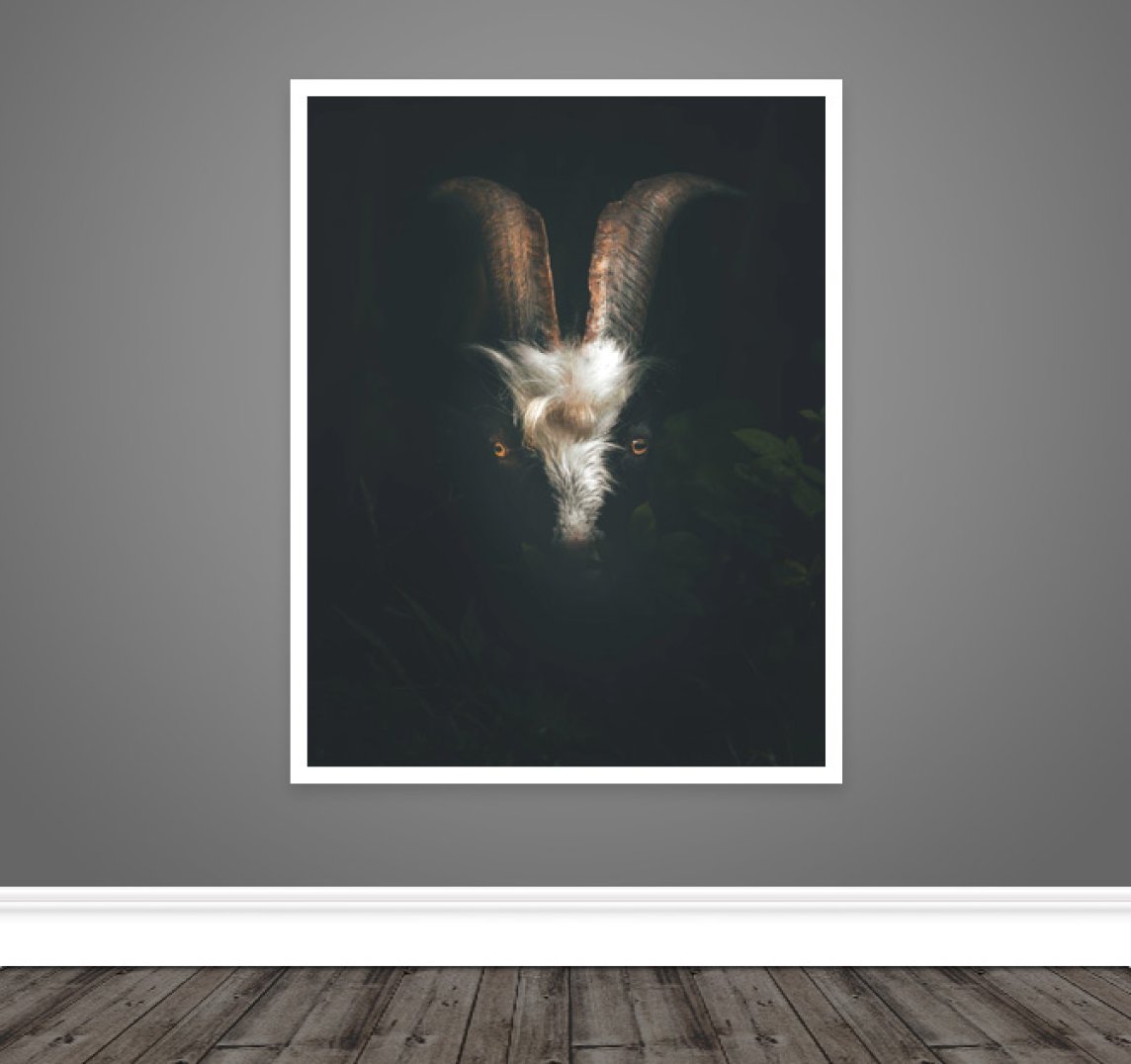 Hiding Goat Print